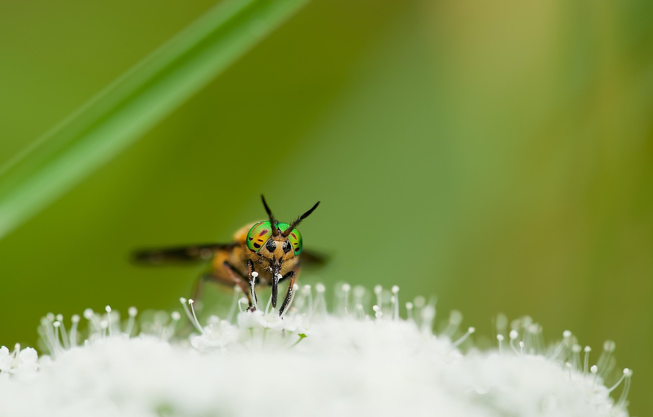 Brems Insect Species Brake Chrysops Relictus - Free photo on Pixabay - Pixabay