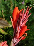 indian flower tube, canna indica, bright