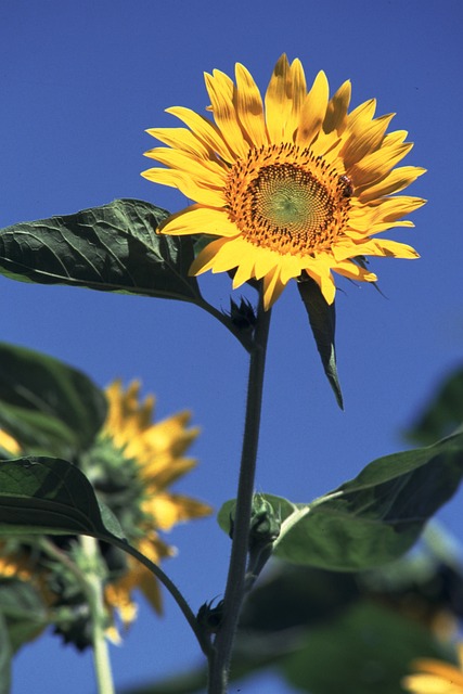 Solsikke, Sommerblomster, Sun Flower