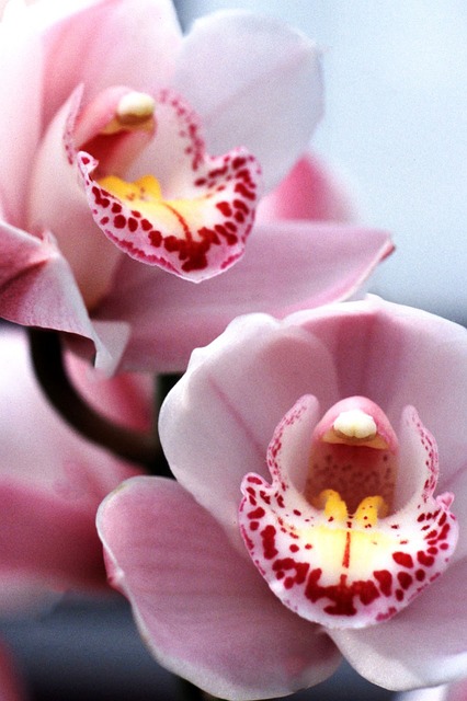 Shinbijuumu, Orkidé, Orchid Lyserød