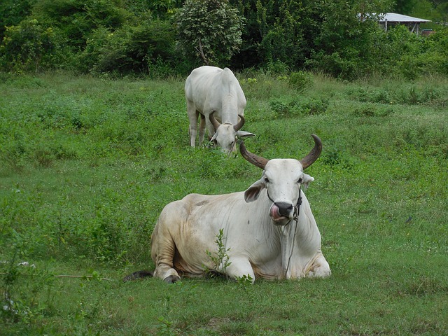 Tailandia, Campo, Animal, Naturaleza