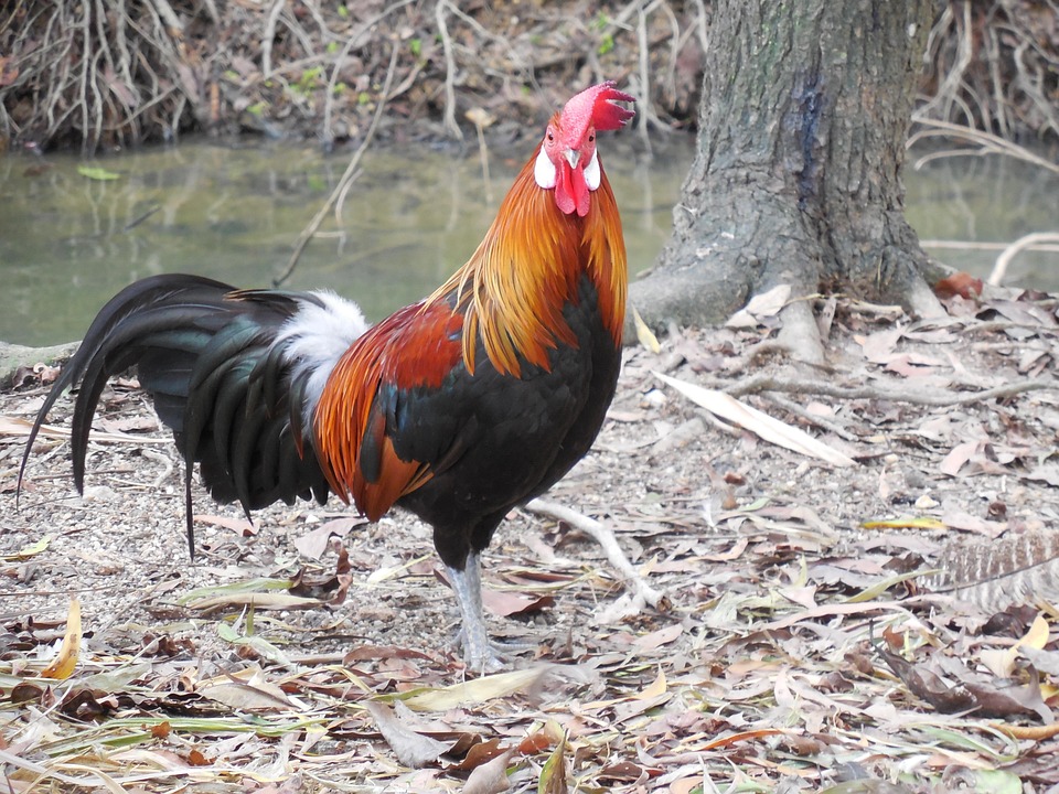 6400 Gambar Hewan Ayam Jago HD Terbaik