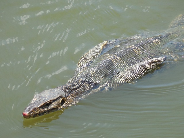Lagarto, Agua, Natación, Iguana, Reptil