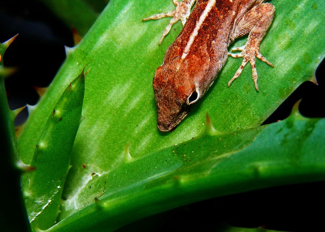 Free Brown Anole Anolis Sagrei photo and picture