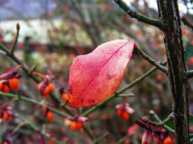 Free Leaf Fall photo and picture