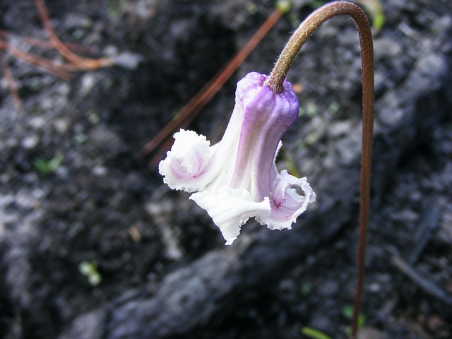 Free Swamp Leather Flower Clematis Crispa L photo and picture