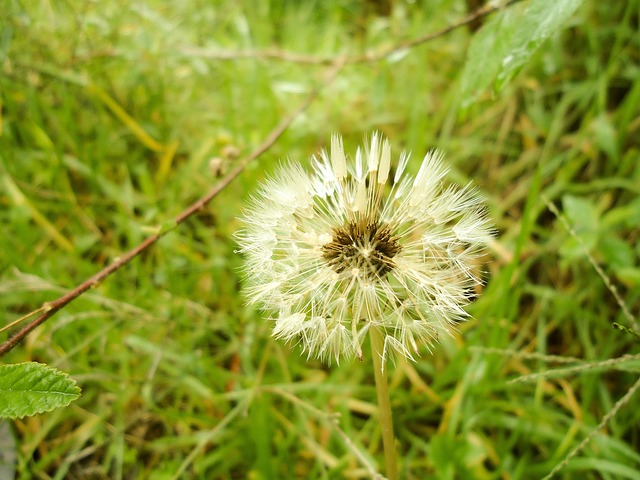 Free Dandelion Flower photo and picture