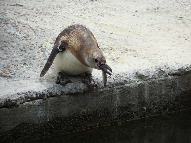 Pingüino, Saltando, Acción, Suspender