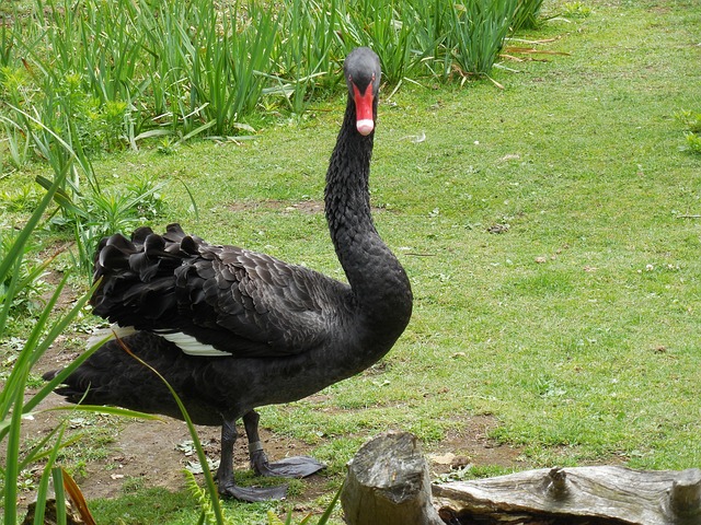 Cisne Negro, Pájaro, Cisne, Ojos, Plumas