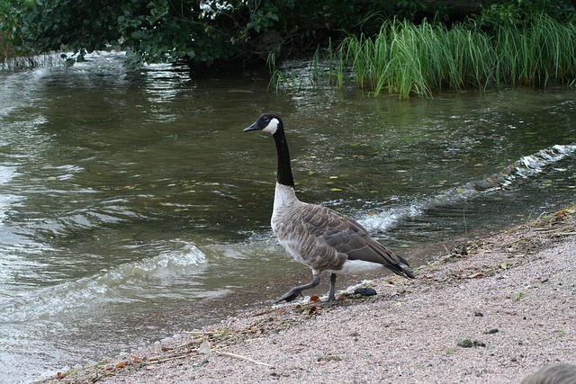 Free Branta Canadensis photo and picture