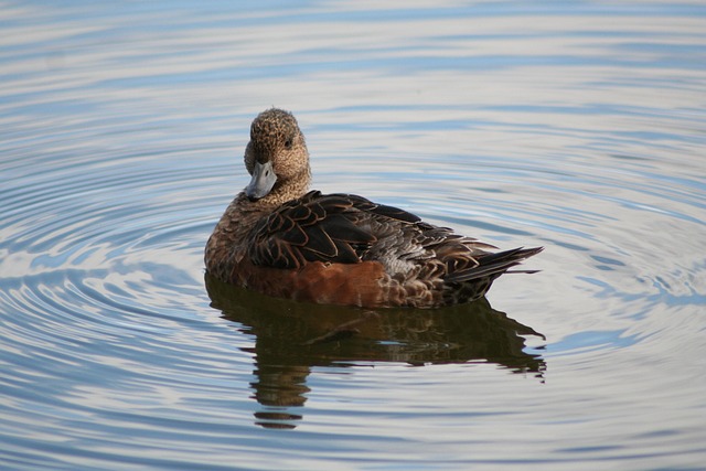 Free Anas Penelope Eurasian Wigeon photo and picture