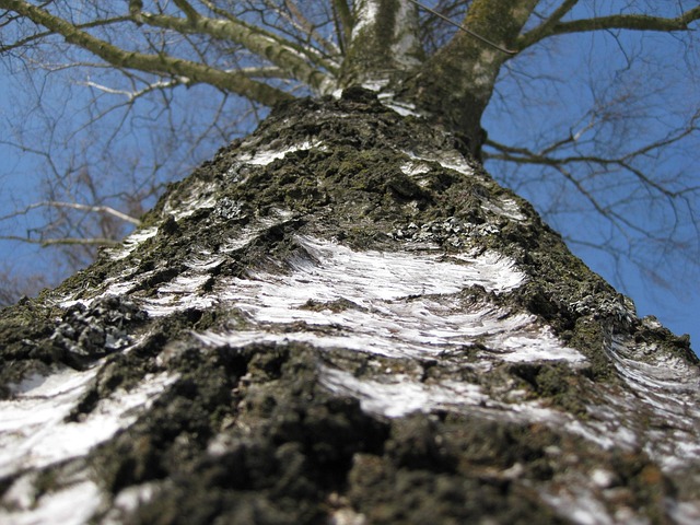 Free Birch Tree Tree photo and picture