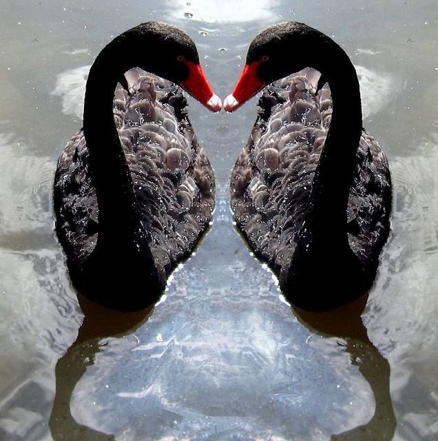 Free Swan Swans photo and picture
