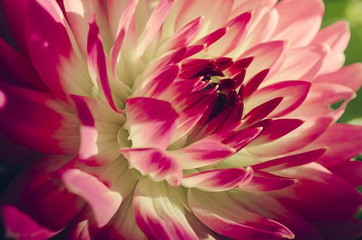 Flor, Naturaleza, Primavera, Rosado