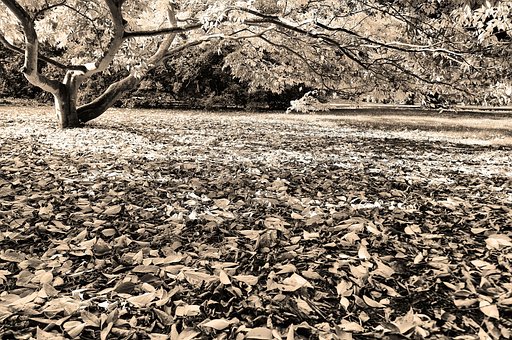 Otoño, Árbol, Sale De, Bosque, Flora