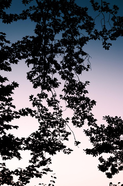 El Verano, Rama, Árbol, Azul, Planta