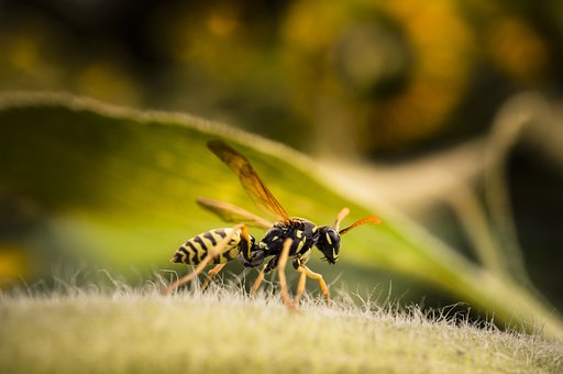 Avispa, Insecto, Macro, Naturaleza