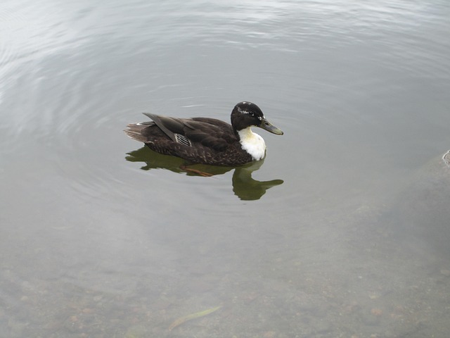 Free Anas Platyrhynchos Duck photo and picture