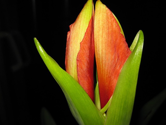 Free Amaryllis Flower photo and picture