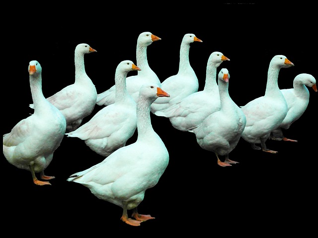 Free Geese Poultry photo and picture