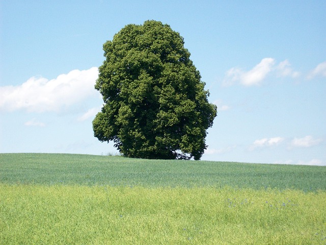 Free Tree Meadow photo and picture