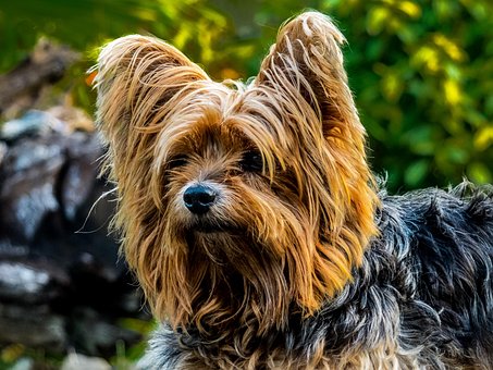 yorkie grooming tips