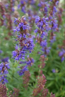 Hysope, Plantes, Fleur, Bleu
