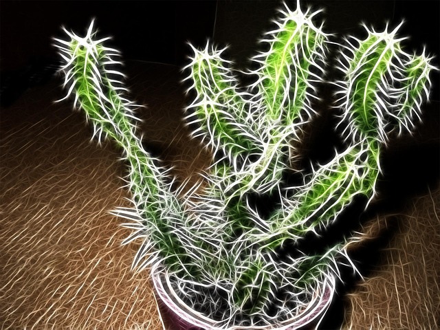Free Cactus Abstract photo and picture