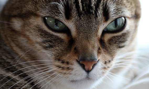 Free Cat Domestic Cat photo and picture