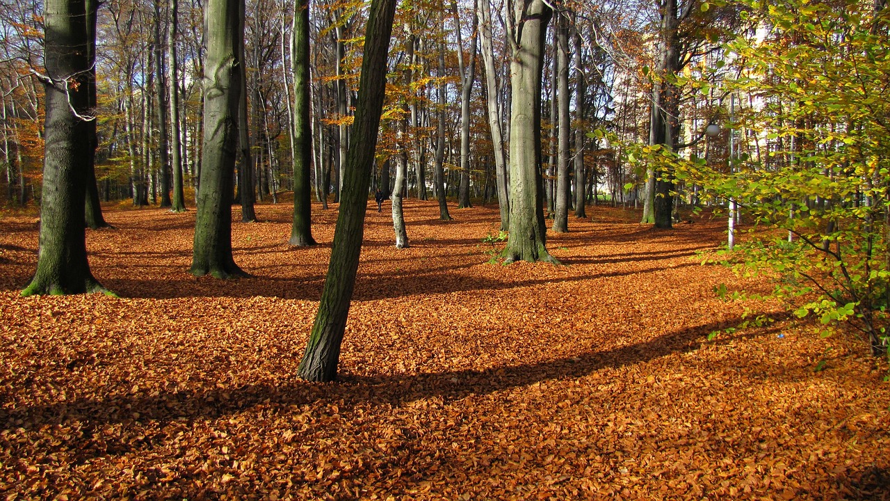 Polen Skog Trær - Gratis foto på Pixabay - Pixabay
