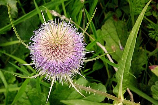 Free Thistle Purple photo and picture