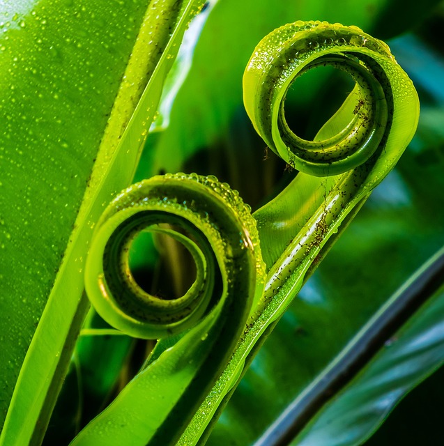 Free Fern Leaf Fern photo and picture