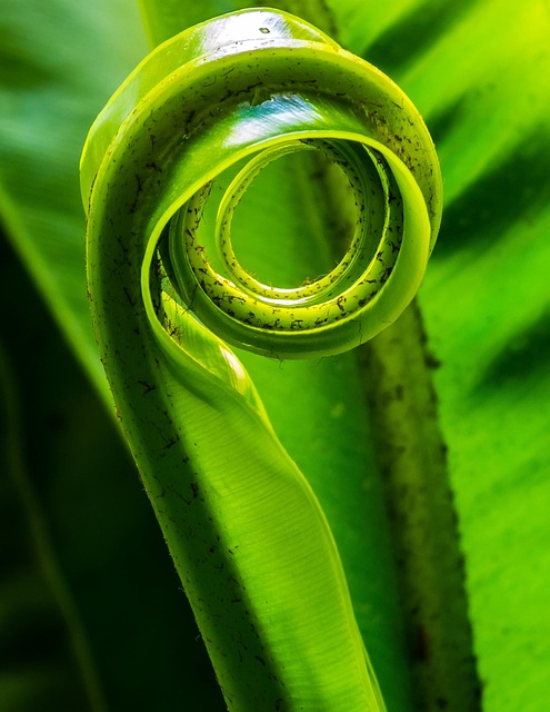 Free Fern Leaf photo and picture