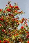 mountain ash, ash, berries