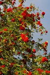 mountain ash, ash, berries