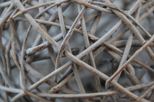 Free Drink Branches photo and picture