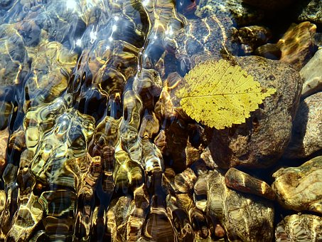 Hoja, Nadar, Superficie Del Agua, Otoño