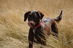 labrador retriever, pet, dog