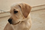 labrador, pet, dog