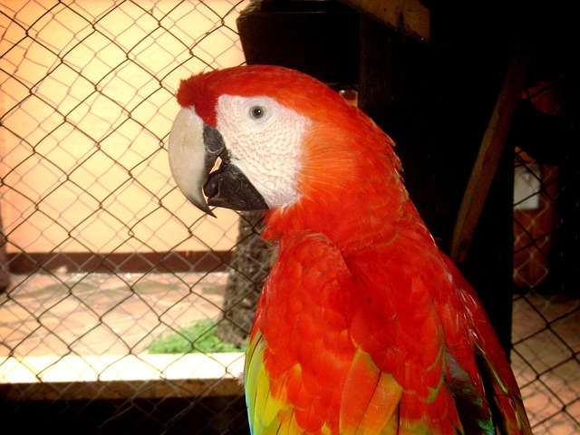 Guara, Ara Macao, Vermelho