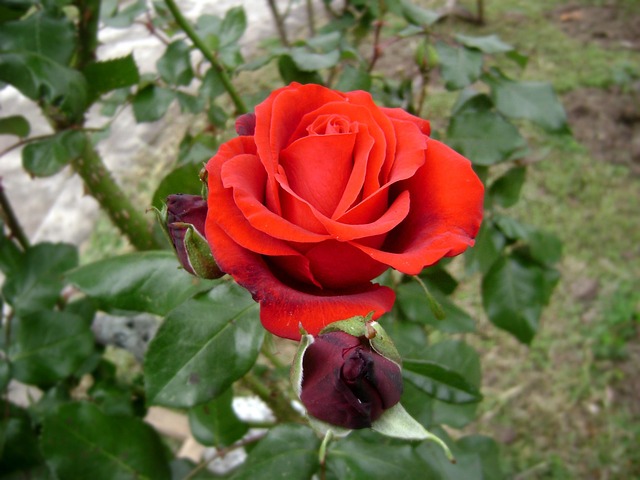 Rosa, Escarlate, Flor