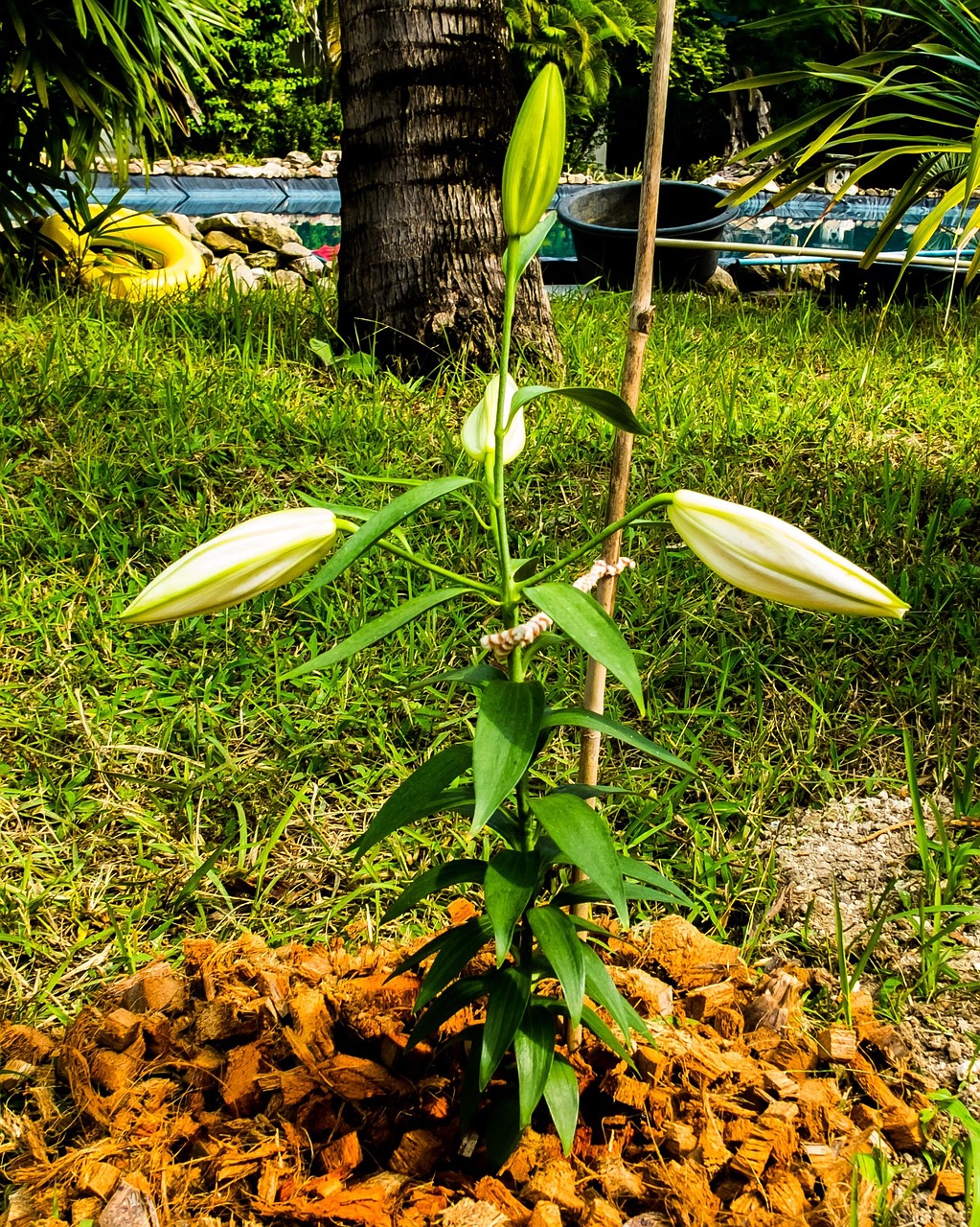 Lily Blossom Bloom Free photo on Pixabay Pixabay