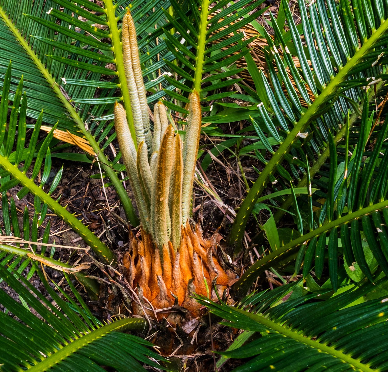Palmera Palmeras Nuevas Unidades Foto Gratis En Pixabay Pixabay palmera-palmeras-nuevas-unidades-foto-gratis-en-pixabay-pixabay