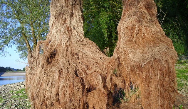 Free Root Tree photo and picture