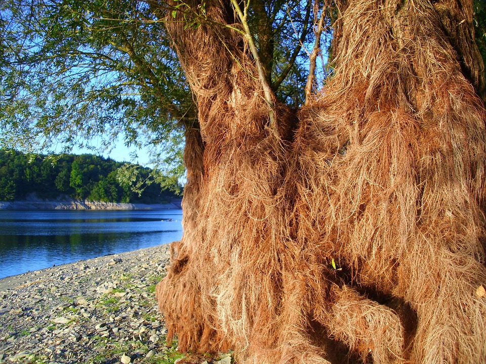 hairy bark trees Brook skye cumshot video clips