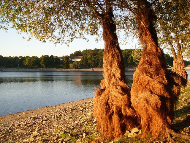 Free Nature Tree photo and picture