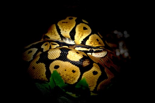 ボールパイソン, Python, ライン, ヘビを窒息させる, 自然, 密林