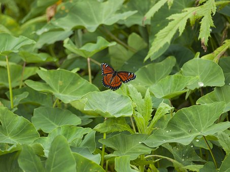 Free Butterfly Green photo and picture