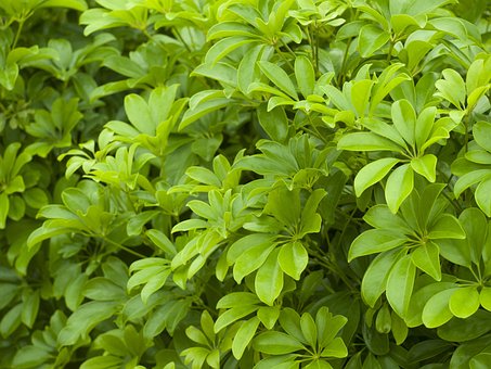 Free Leaves Foliage photo and picture