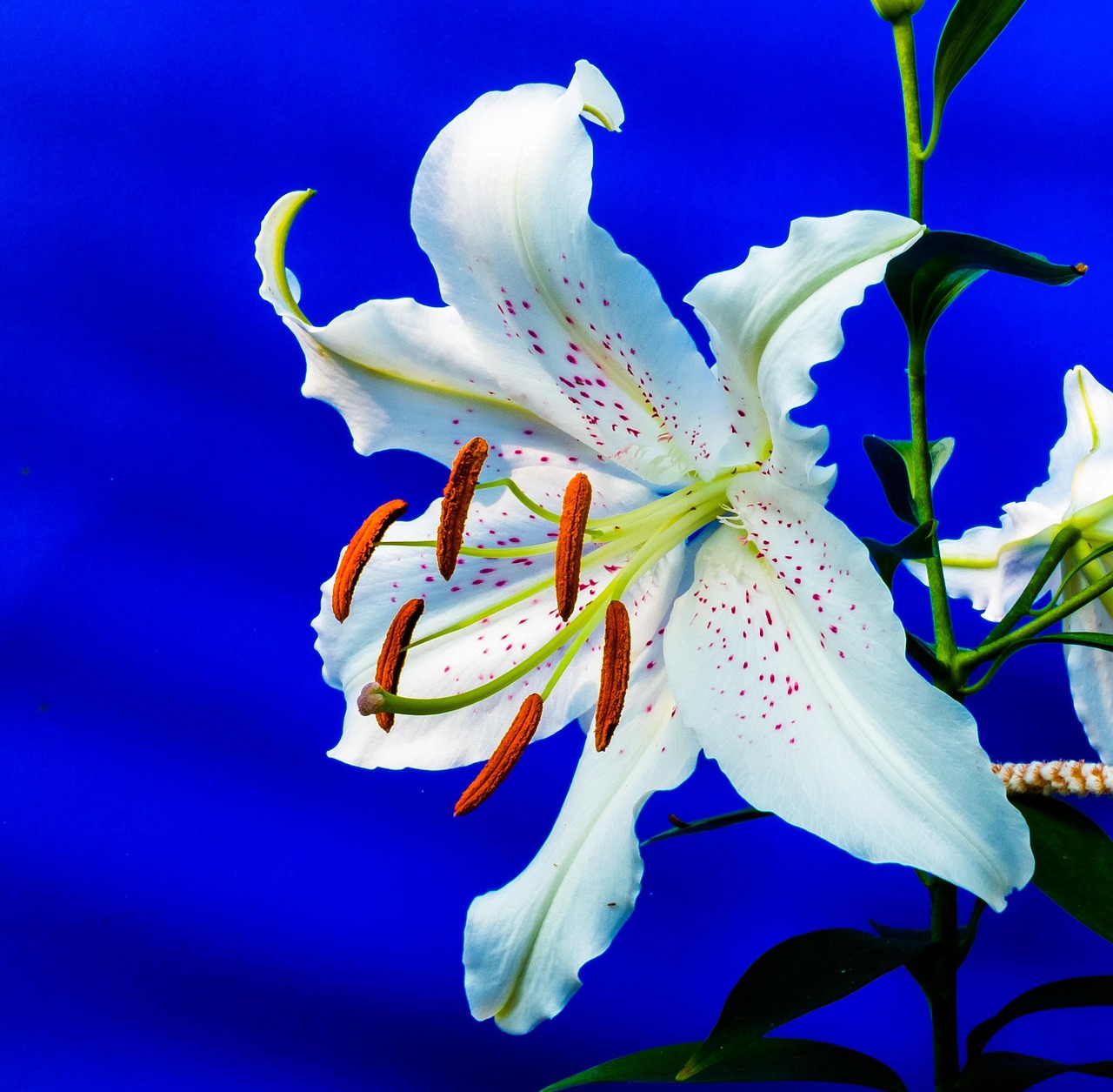 Lily Blossom Bloom Free photo on Pixabay